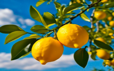 SOUR, BUT HEALTHY FRUIT